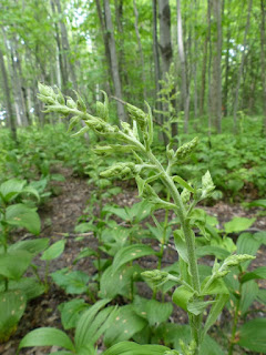 Vérâtre vert - Veratrum viride