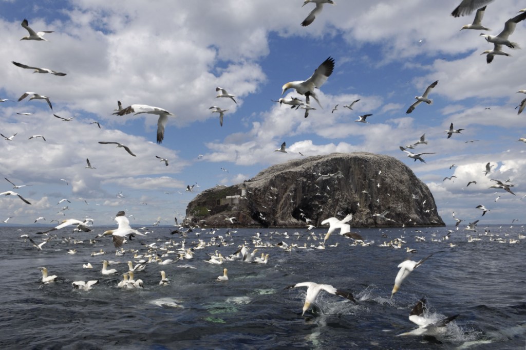 bass rock