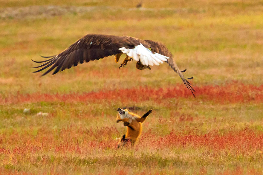 Photographer Captures Epic Battle Between Fox And Eagle Over Rabbit