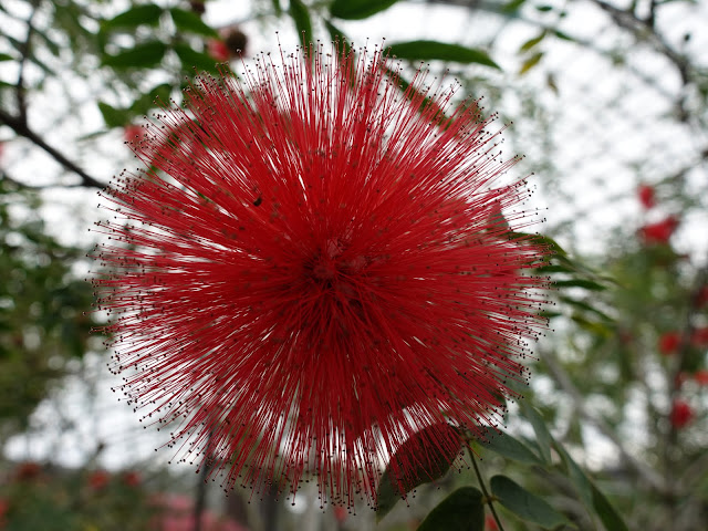 とっとり花回廊　オオベニゴウカン（大紅合歓）