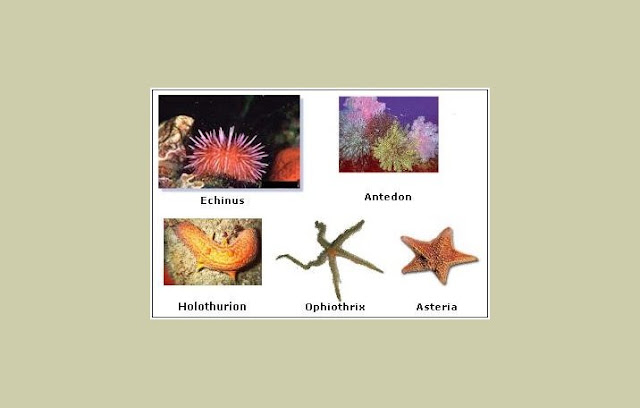  Echinodermata  Pengertian Ciri Struktur Tubuh 