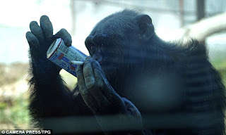 Smoker and Drunken Chimpanzee