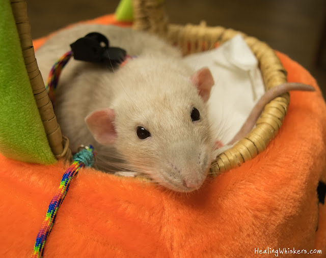 Oliver the Therapy Rat at the Academic Support Center at Berry College