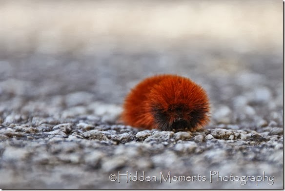 Wooly 2