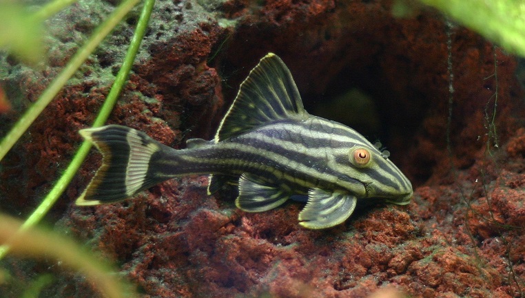 Bagaimana Cara Ikan Sapu-sapu Bernapas Dalam Lumpur?