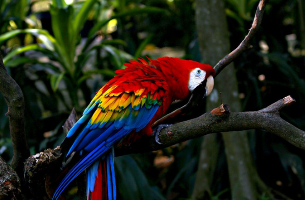 23 Gambar Burung  Cantik dan Indah di Dunia Kumpulanaplikasi