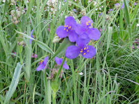 Tradescantia virginiana