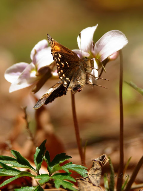 Erynnis montanus