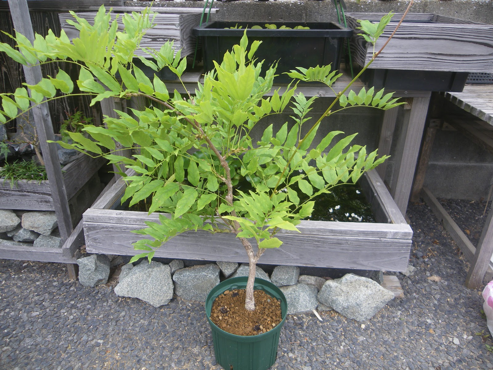 藤を取り木して 小さな鉢植えを作る メダカの大工