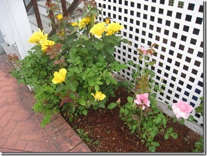 IMG_9678_thumb