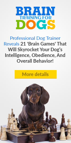 http://www.braindogtraining.com