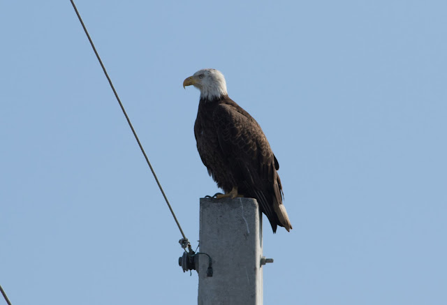 Bald Eagle - Joe Overstreet Road, Florida