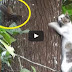 Cat climbs a very big tree to catch a squirrel !