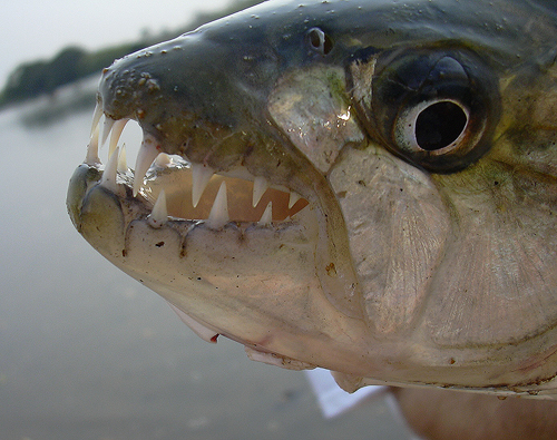 10 Ikan Paling Buas Dan Mematikan Di Muka Bumi [ www.BlogApaAja.com ]