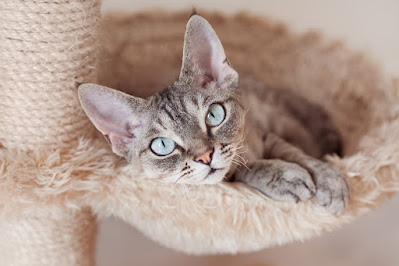TYPES OF CATS | CUTE CATS