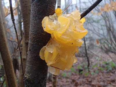 Trzęsak pomarańczowożółty Tremella mesenterica