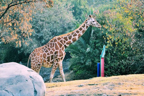 Animales del Bosque de Chapultepec: Jirafa