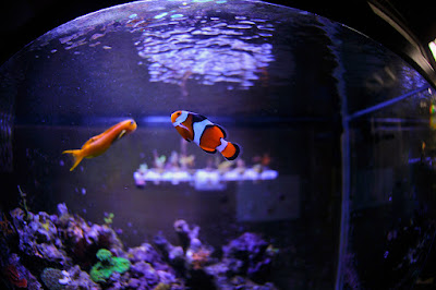 Ocellaris clownfish - False Percula - Amphiprion ocellaris