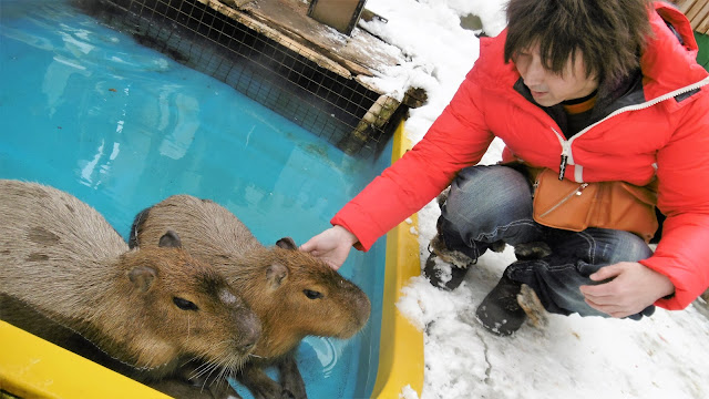 北海道 札幌 ノースサファリサッポロ カピバラ風呂