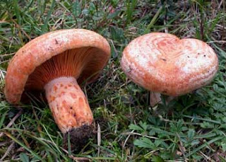 Lactarius deliciosus