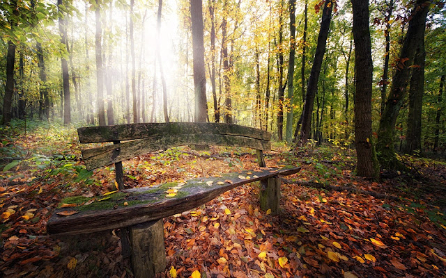 Autumn Forest and Bench