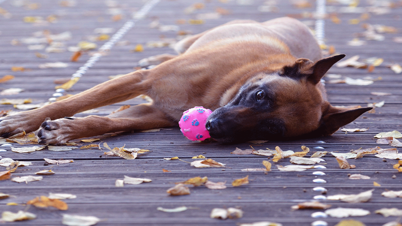 berger malinois