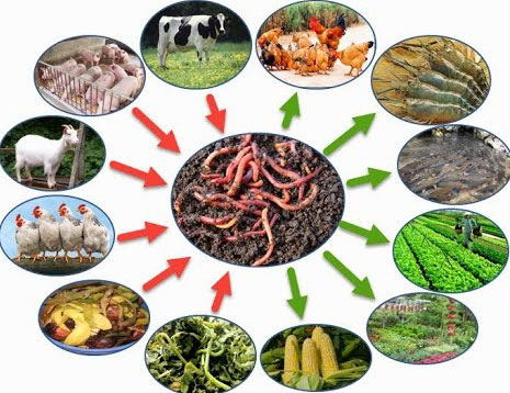 Tác dụng tuyệt vời từ trùn quế