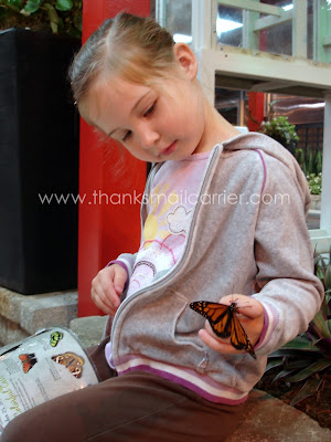holding butterfly