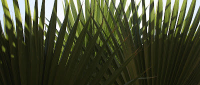 op art palm "Arch", Photograph, Sarah Myers, S. Myers, Ogee, plant, symmetry, green, pattern, fan