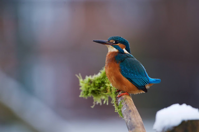 Common Kingfisher छोटा किलकिला, राम चिरैया, शरीफन, निता मछराला  (Alcedo atthis)