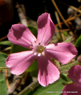 Pink Flower