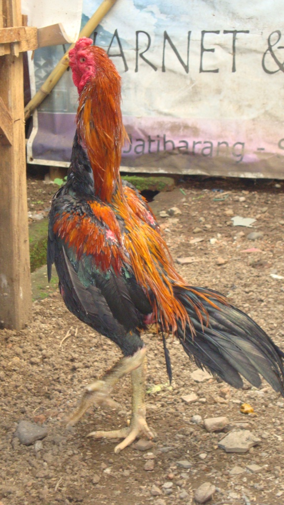 39+ Gambar Ayam Betina Bangkok Super, Trend Saat Ini!