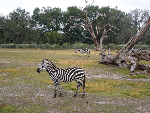 zebras