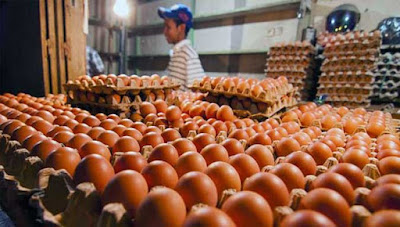 Ambon, Malukupost.com - Harga telur ayam ras yang ditawarkan para pedagang di pasar tradisional Kota Ambon, Maluku, tiga hari menjelang akhir tahun 2018 mulai bergerak turun jika dibanding dua hari sebelumnya. "Di Pasar Mardika, sekarang ini telur ayam ras cukup banyak, bahkan harganya turun rata-rata Rp1.700/butir turun dari sebelumnya Rp1.900 hingga Rp2.000/butir," kata Rustam, pedagang telur ayam ras, Jumat (28/12).