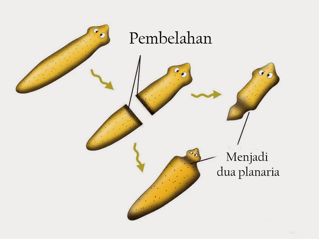  Gambar  Filum Platyhelminthes Cacing  Pipih Biologipedia 