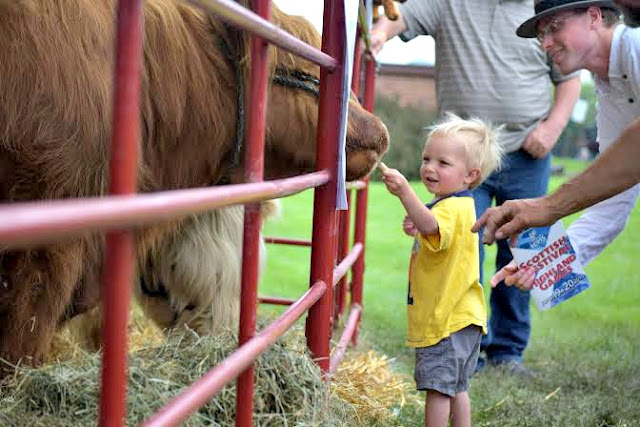 Visiting Highland Cattle at Scottish Festival and Highland Games