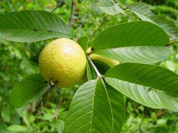 jambu biji