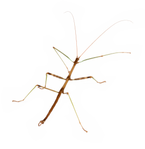 Stick Insect (Phasmatodea) - Animals - A-Z Animals - Animal Facts