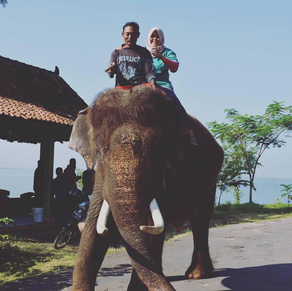 drh Esthi Octavia Wara Hapsari dokter via Selfie bareng gajah Berujung maut