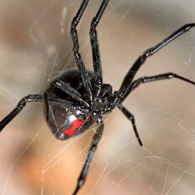A Black Widow spider - closely related to some Santandereanas