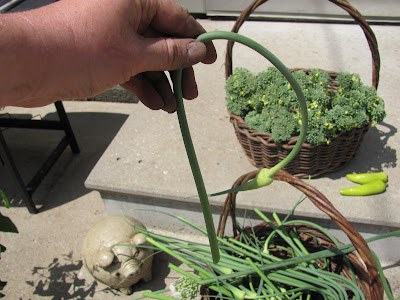 cut garlic scape close-up