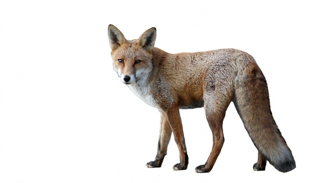 Swift fox facts and information