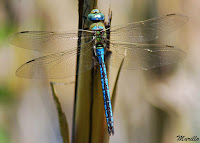  Libélula emperador (Anax imperator)