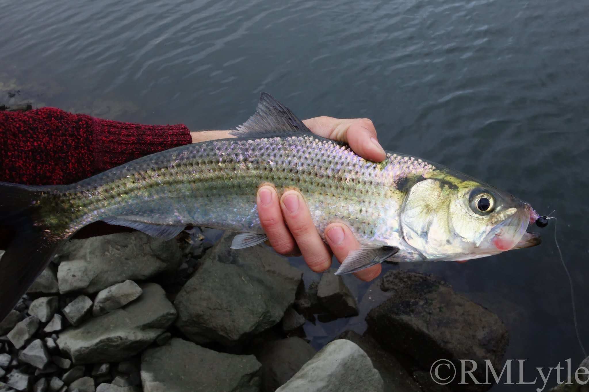 Connecticut Fly Angler: The Great Hickory Shad Blitz of 2020