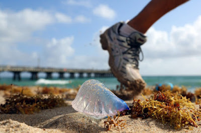 Jika Kamu Menemukan Mahluk Ini di Pantai, Segera Menghindar Atau Akan Berakibat Fatal