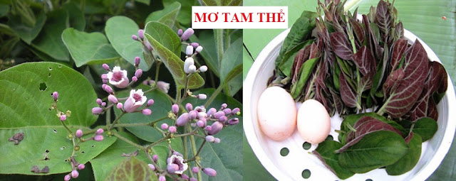 CÂY RAU LÀM THUỐC - MƠ TAM THỂ - Paederia lanuginosa