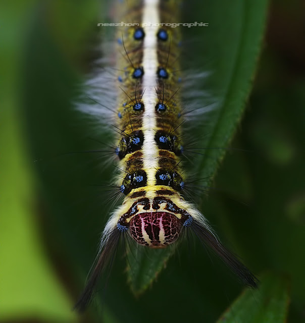 Blue, black, cream, brown, yellow, dark purple Caterpillar