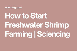 How to Start a Shrimp Farm 