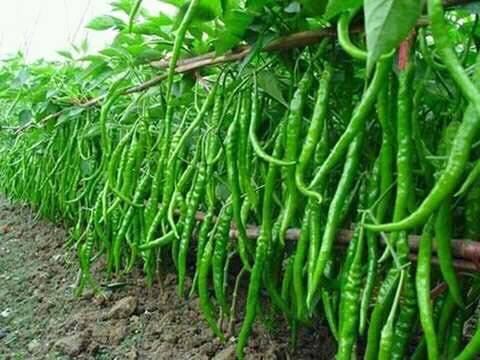 Lebatnya Buah Cabe Karena Pupuk Kandang Kotoran Ayam