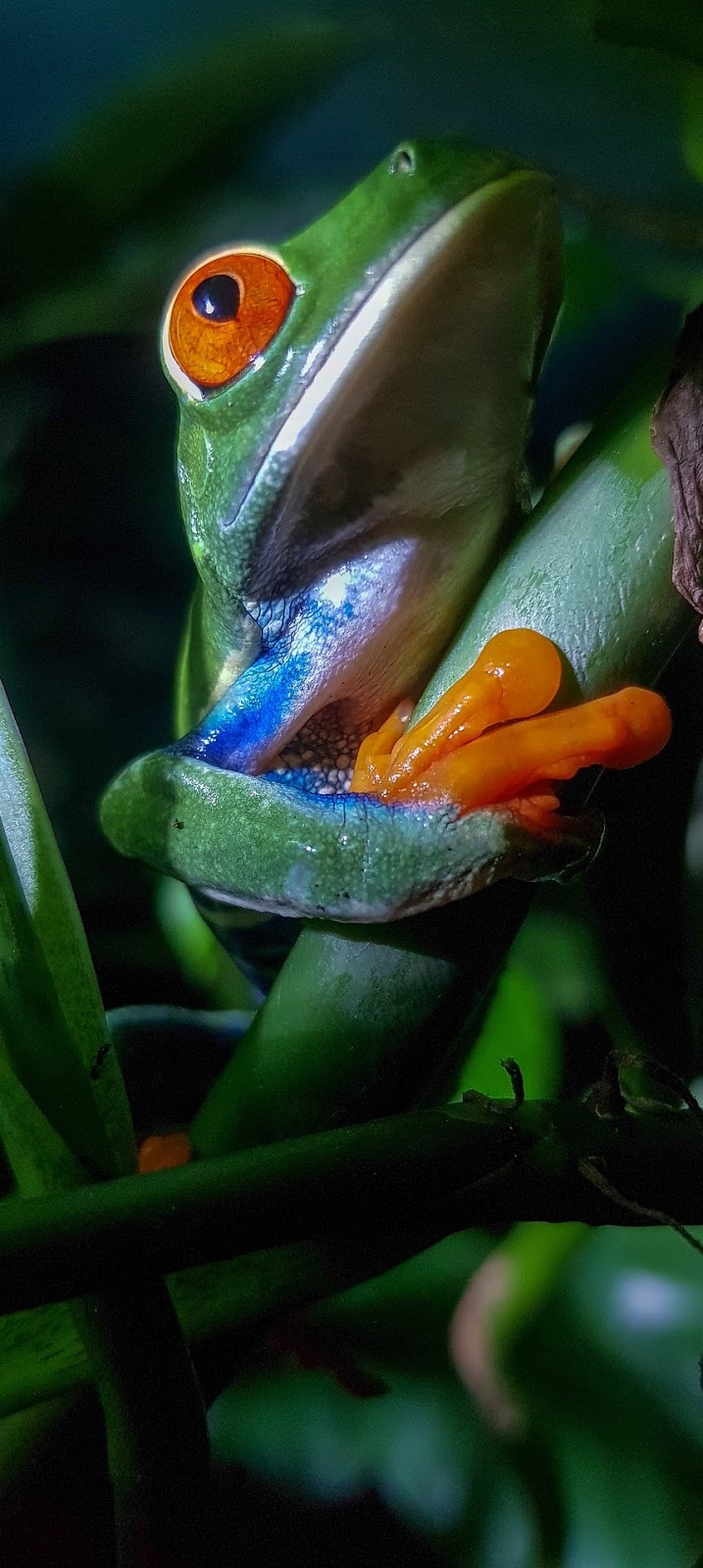 A tree frog up close.